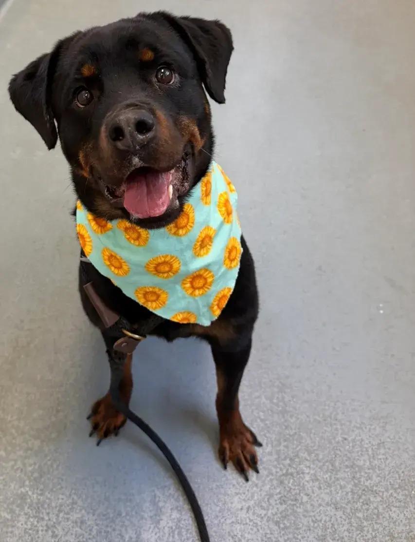 Enlarge Memphis, a Adoptable Rottweiler in Polk, OH image 2/4