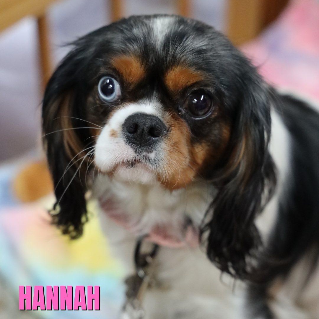 Hannah, adopted, Young Female Cavalier King Charles Spaniel.