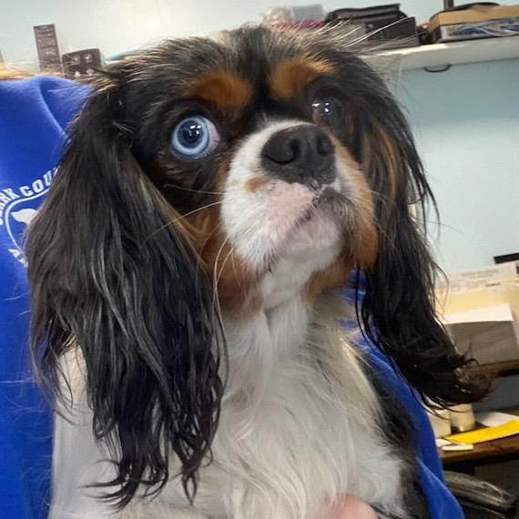 Enlarge Hannah, an adopted Cavalier King Charles Spaniel in Albany, NY image 2/2