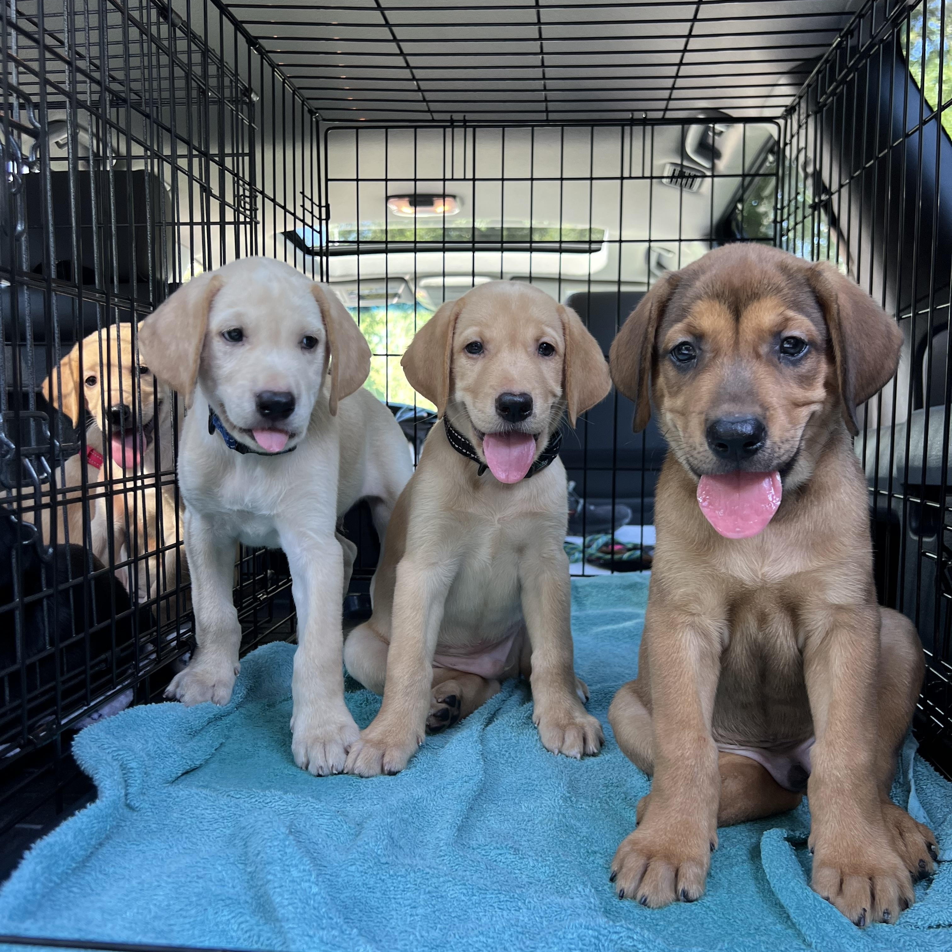 Enlarge Guinness, a ADOPTABLE Mixed Breed in Mt Pleasant, SC image 6/6
