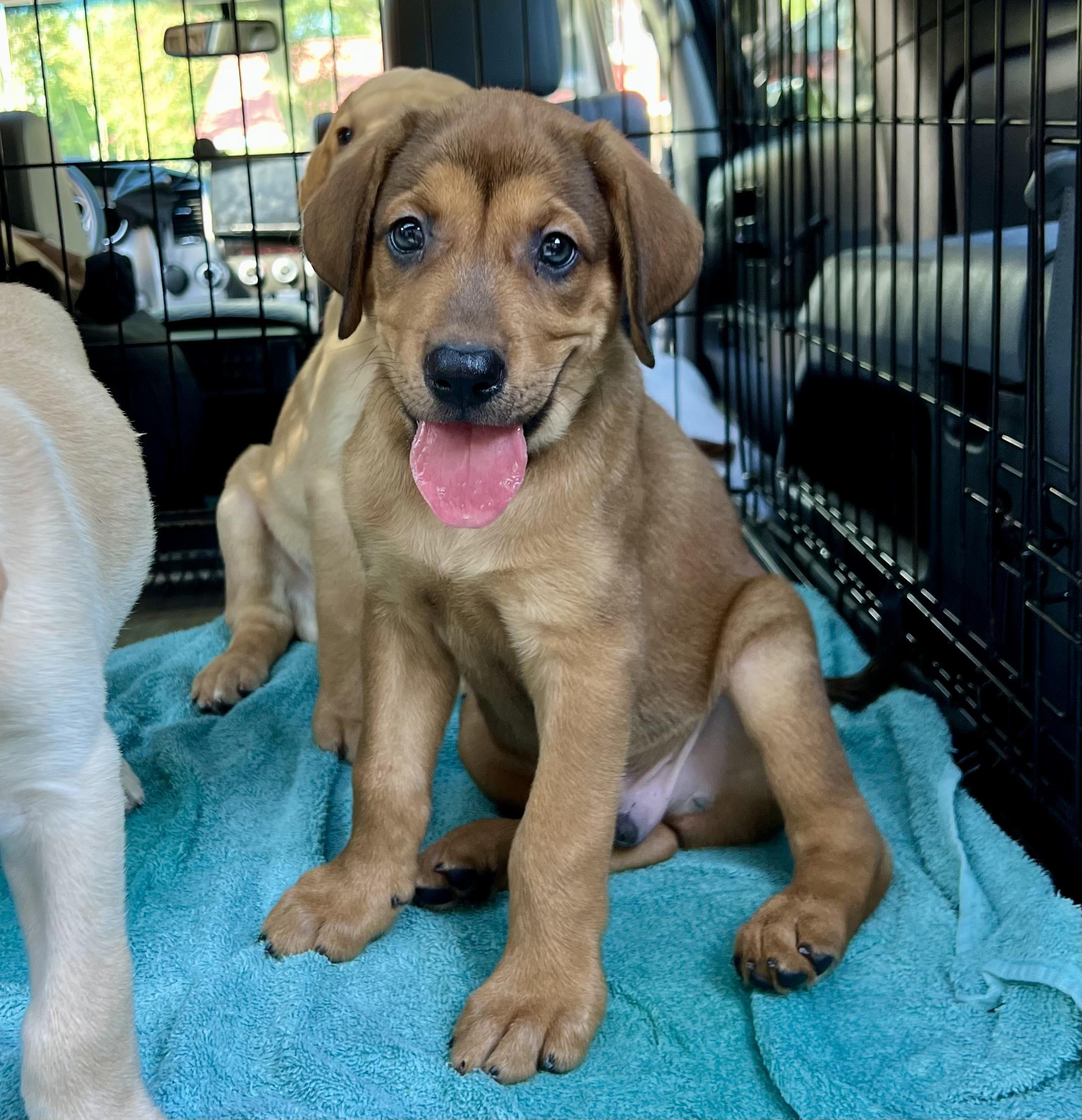Enlarge Guinness, a ADOPTABLE Mixed Breed in Mt Pleasant, SC image 5/6