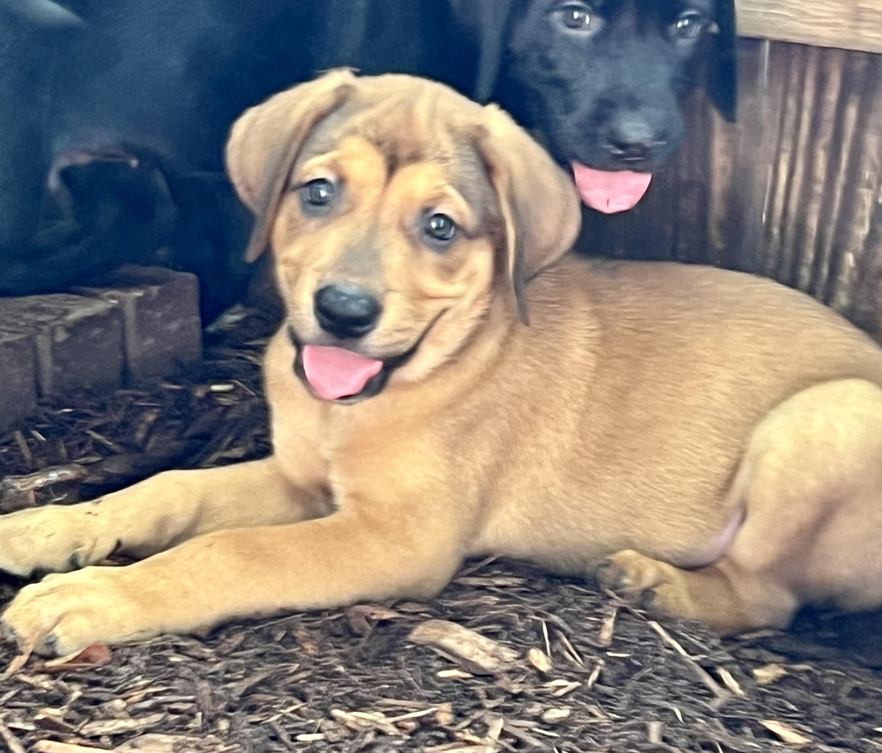 Guinness, ADOPTABLE, Puppy Male Mixed Breed.