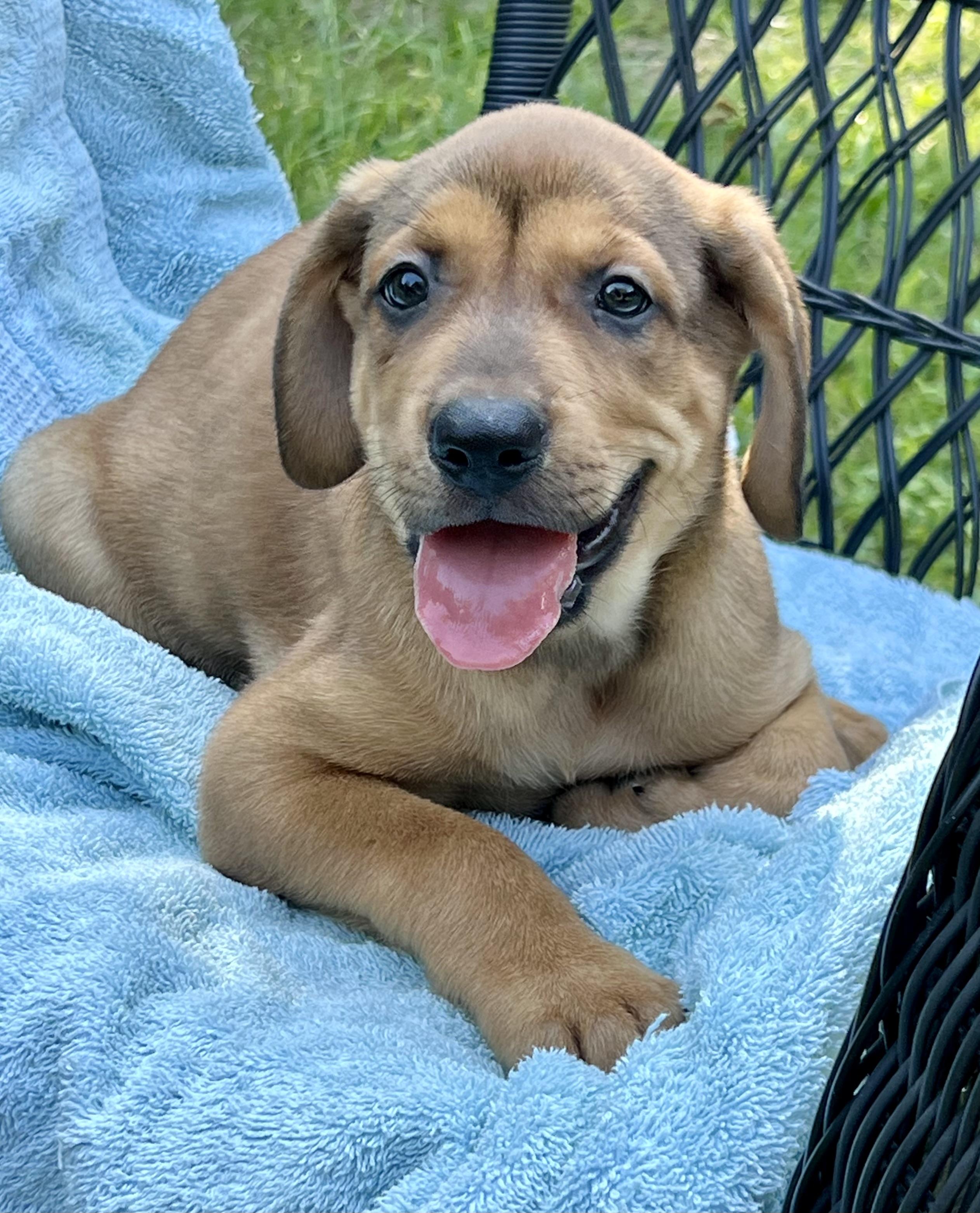 Enlarge Guinness, a ADOPTABLE Mixed Breed in Mt Pleasant, SC image 4/6