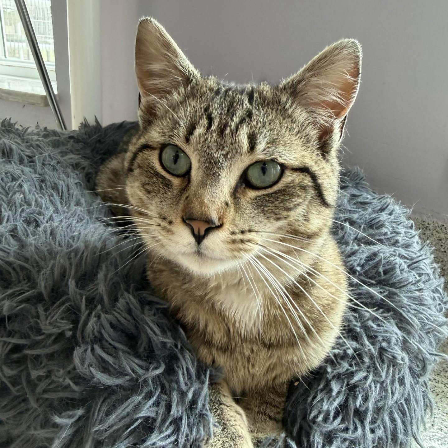 Enlarge Gulliver, a ADOPTABLE Domestic Short Hair in Cooperstown, NY image 2/2