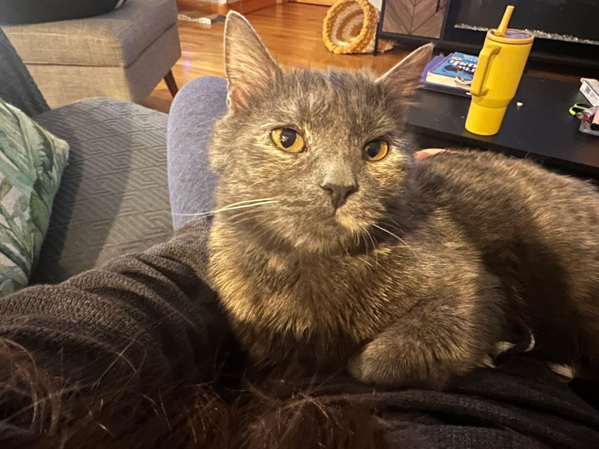 Oliver & Josie adoption fee waived , a ADOPTABLE Domestic Short Hair in Enfield, CT image 2/5