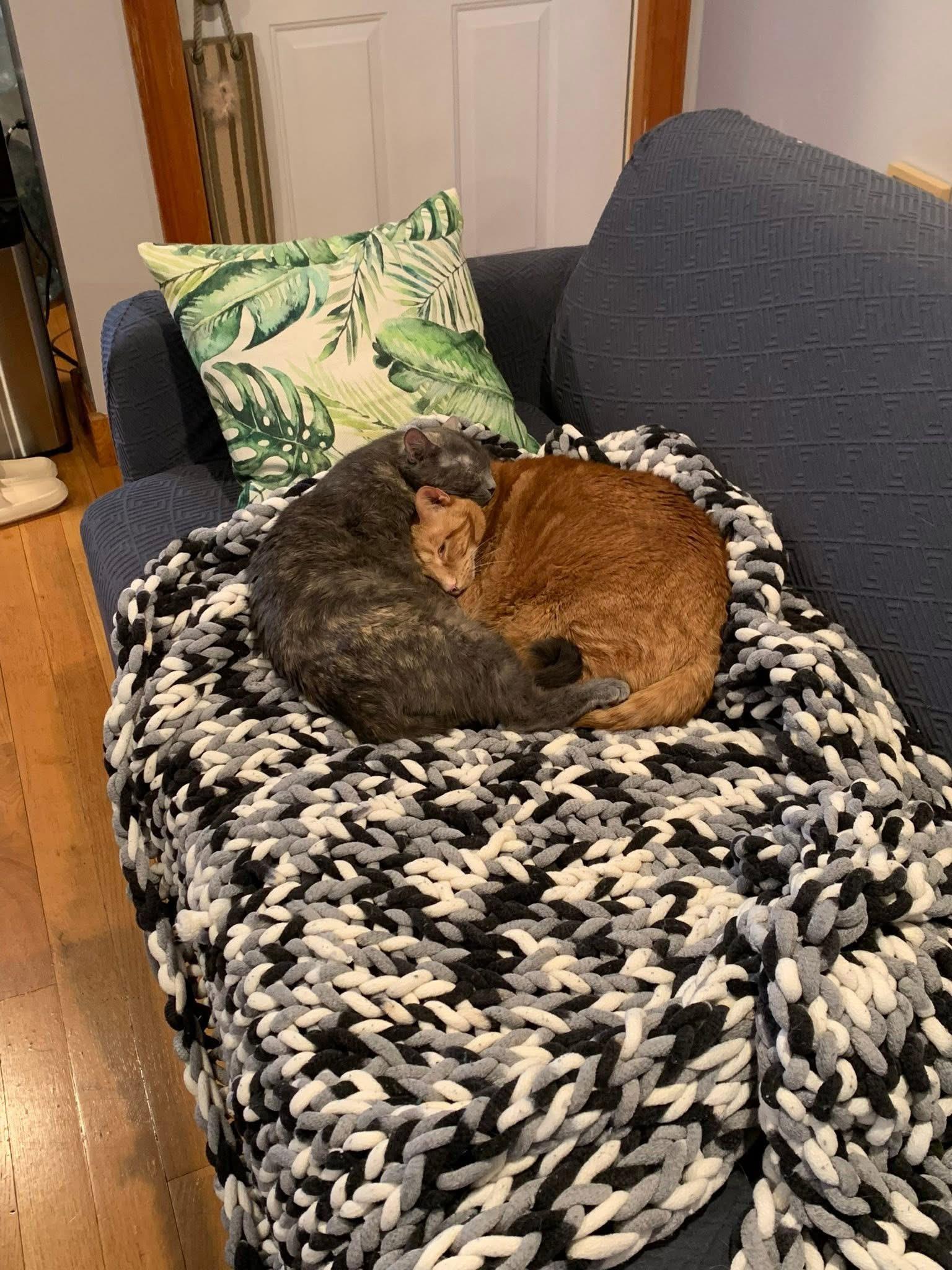 Oliver & Josie adoption fee waived , a ADOPTABLE Domestic Short Hair in Enfield, CT image 5/5