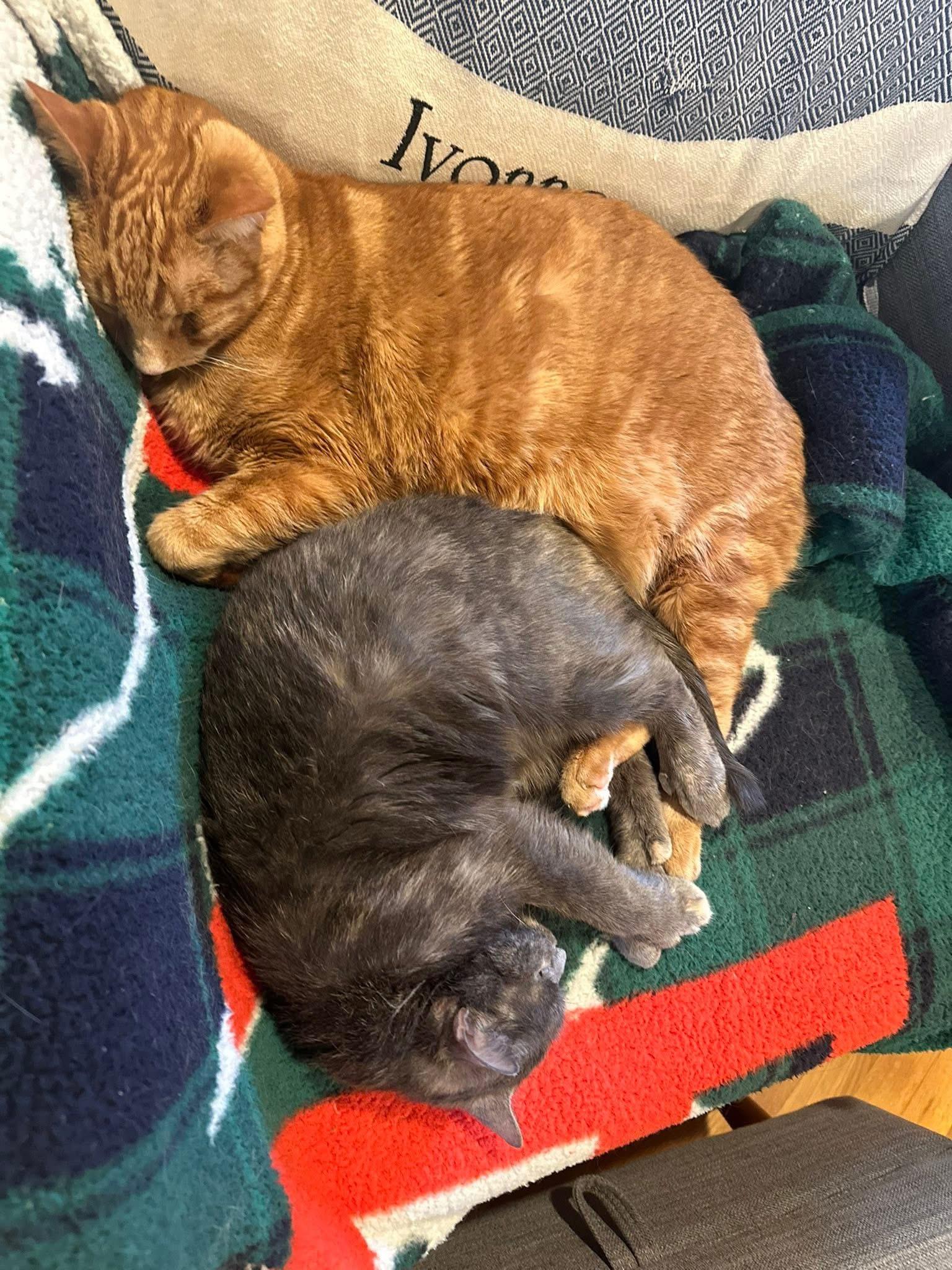 Oliver & Josie  adoption fee waived , ADOPTABLE, Adult Female Domestic Short Hair.