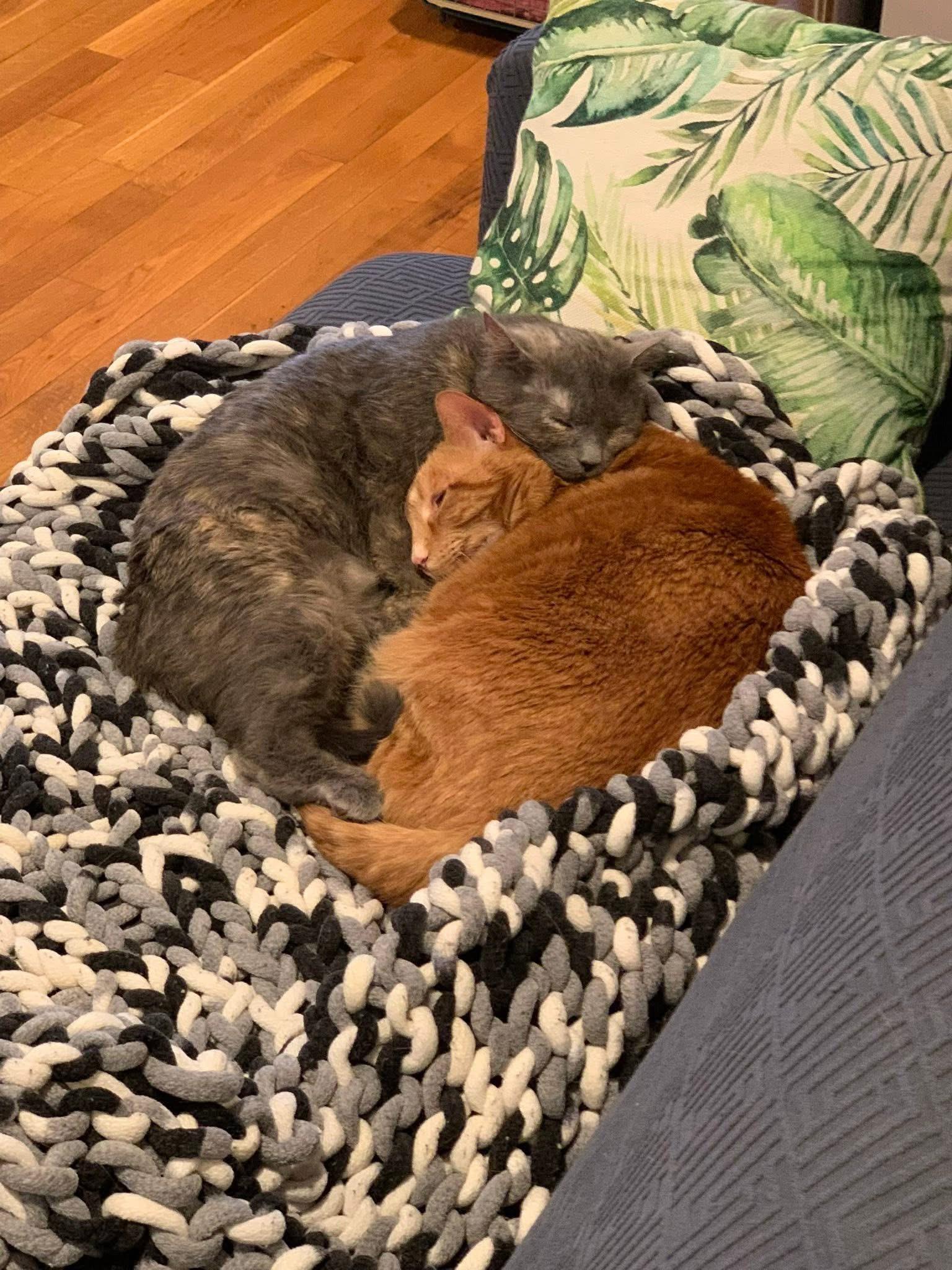 Oliver & Josie adoption fee waived , a ADOPTABLE Domestic Short Hair in Enfield, CT image 3/5