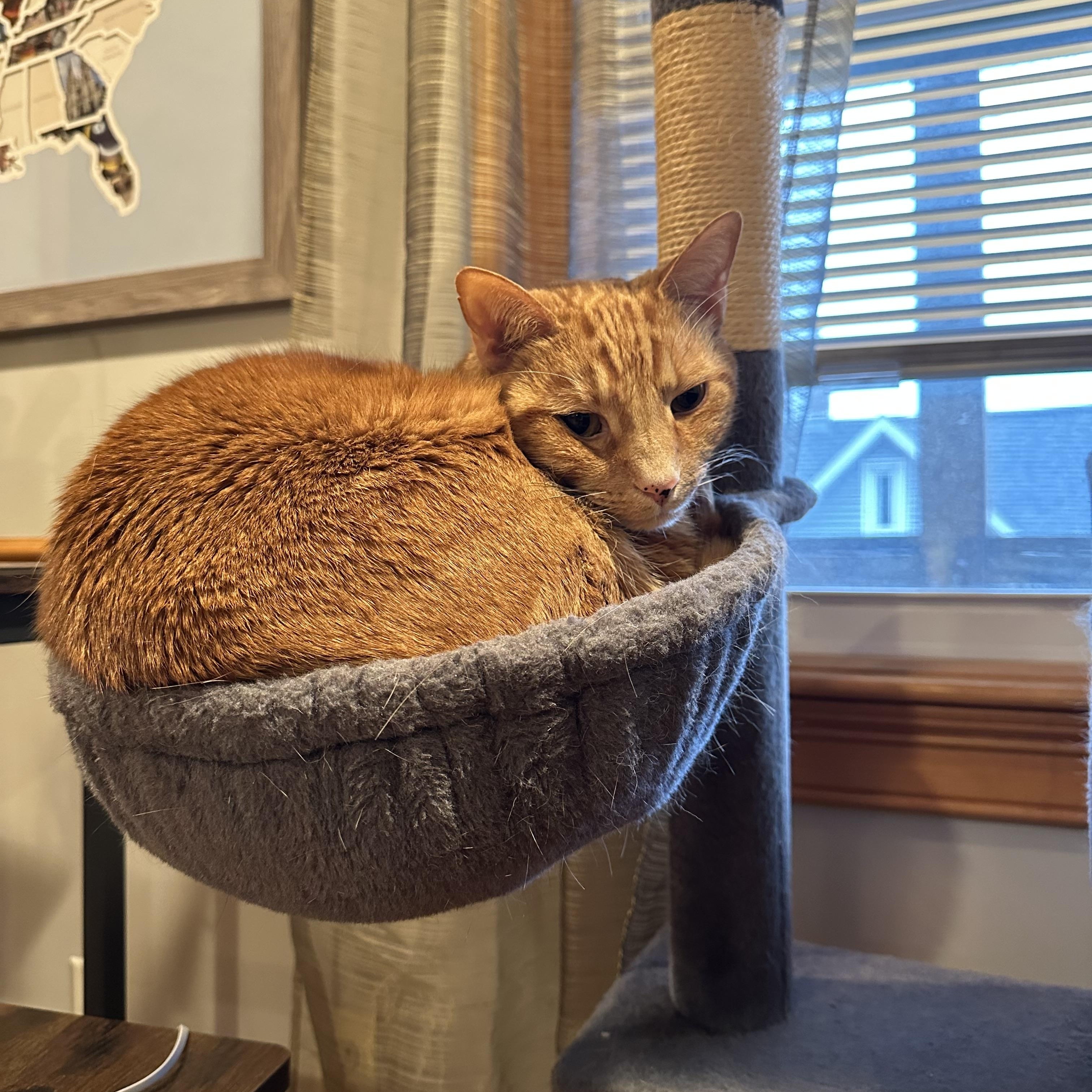 Oliver & Josie adoption fee waived , a ADOPTABLE Domestic Short Hair in Enfield, CT image 4/5