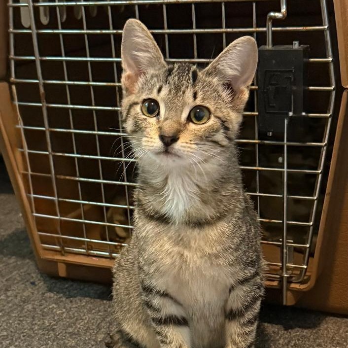 BELLA, ADOPTABLE, Young Female Domestic Short Hair.