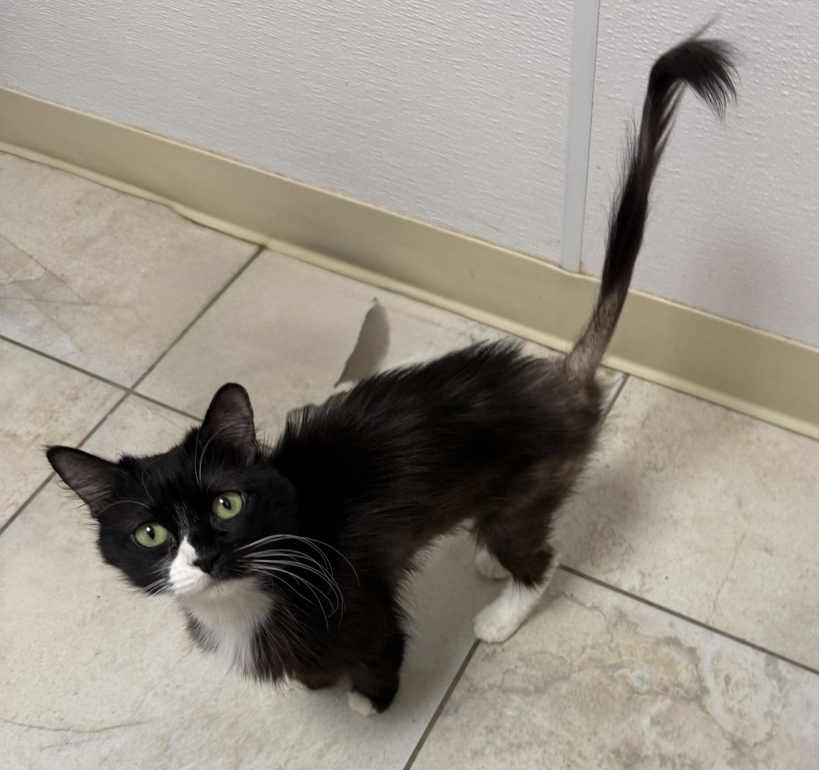 Polka Dot, Adoptable, Adult Female Domestic Short Hair.