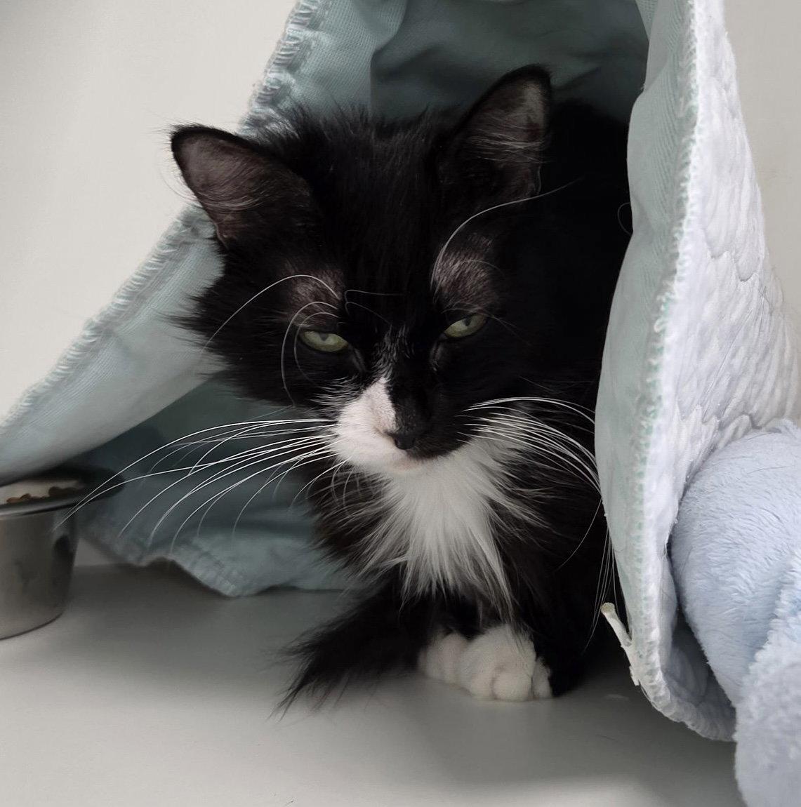 Polka Dot, a Adoptable Domestic Short Hair in Satellite Beach, FL image 2/3