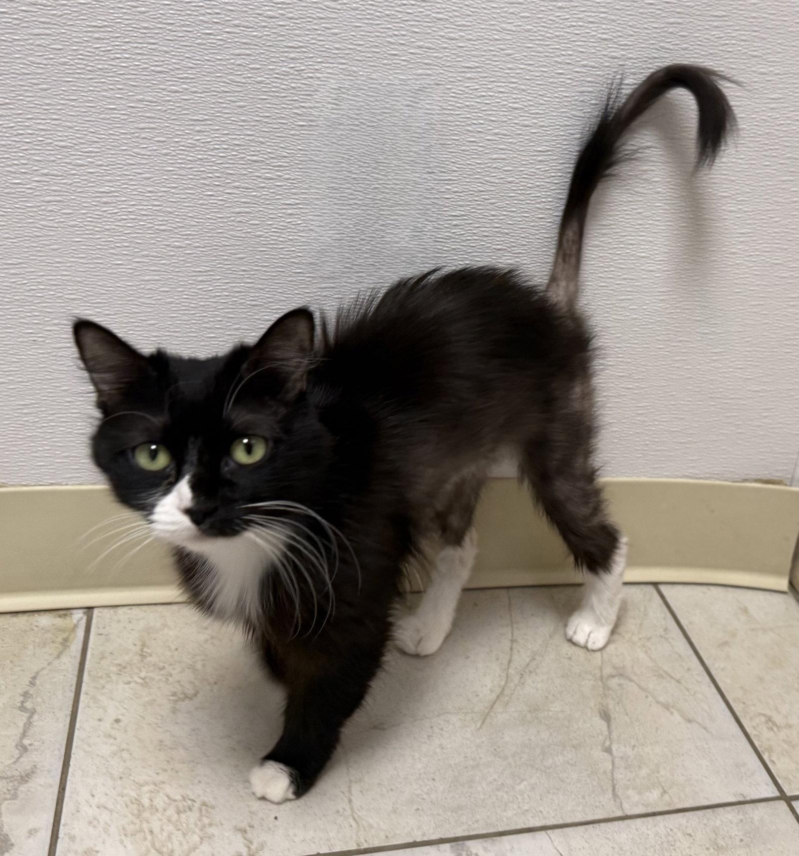 Polka Dot, a Adoptable Domestic Short Hair in Satellite Beach, FL image 3/3
