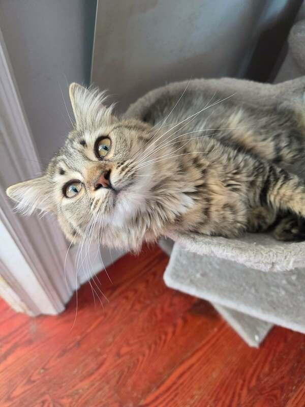 Enlarge Annabelle, an adopted Domestic Medium Hair in Mississauga, ON image 2/2