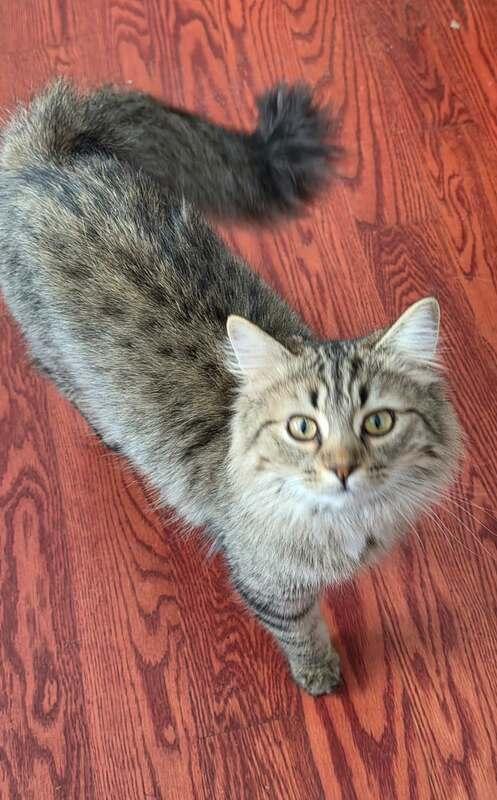Annabelle, ADOPTABLE, Young Female Domestic Medium Hair.