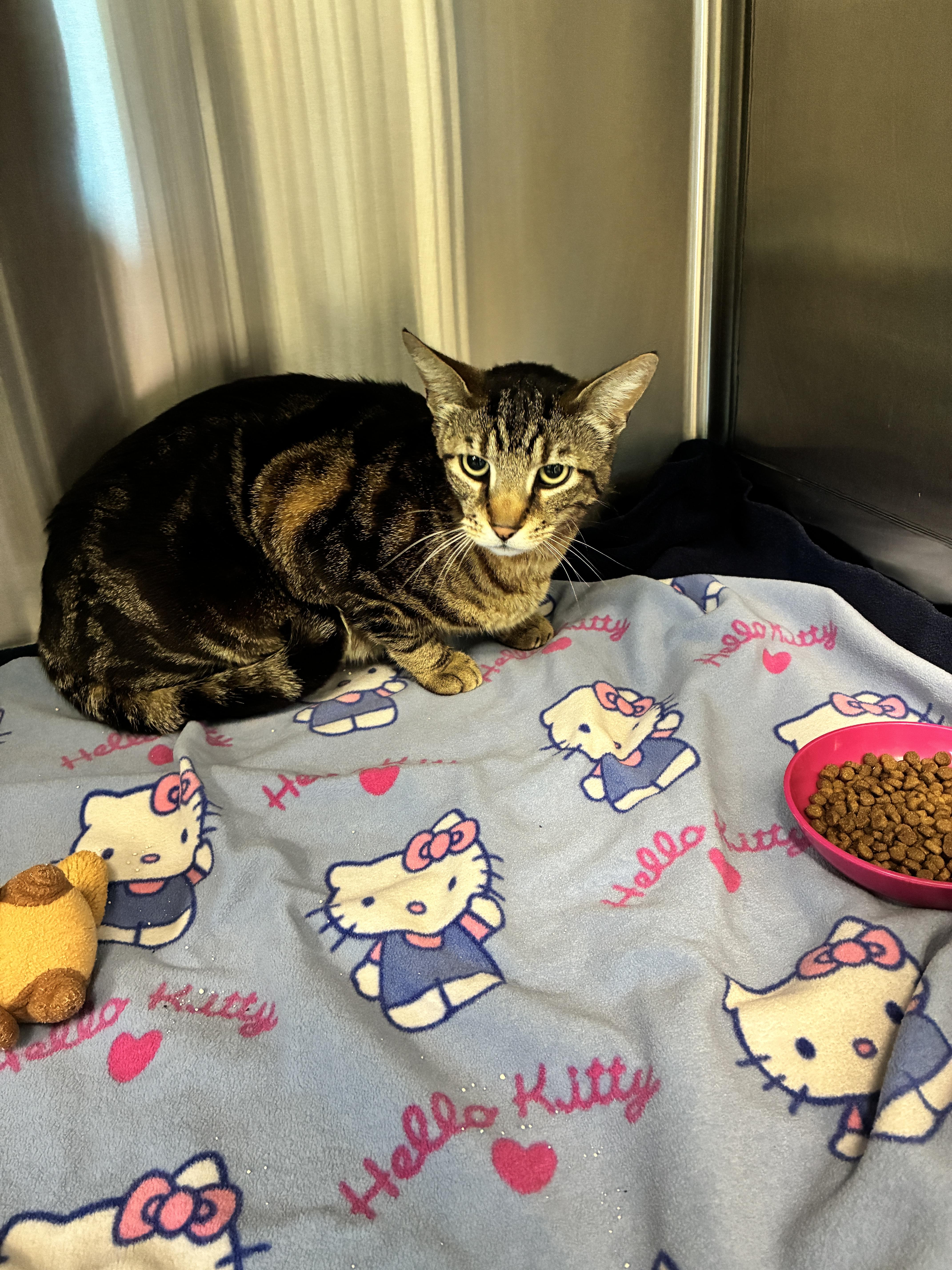 Jasper, Adoptable, Adult Male Domestic Short Hair.