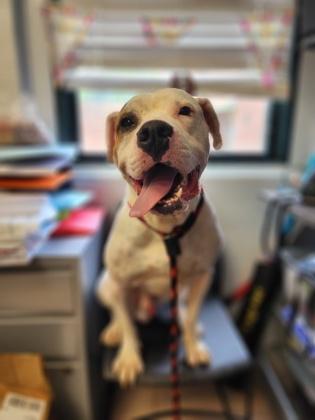 Barry, Adoptable, Adult Male Pit Bull Terrier.