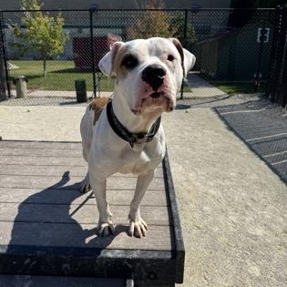 Barry, a Adoptable Pit Bull Terrier in Philadelphia, PA image 3/5