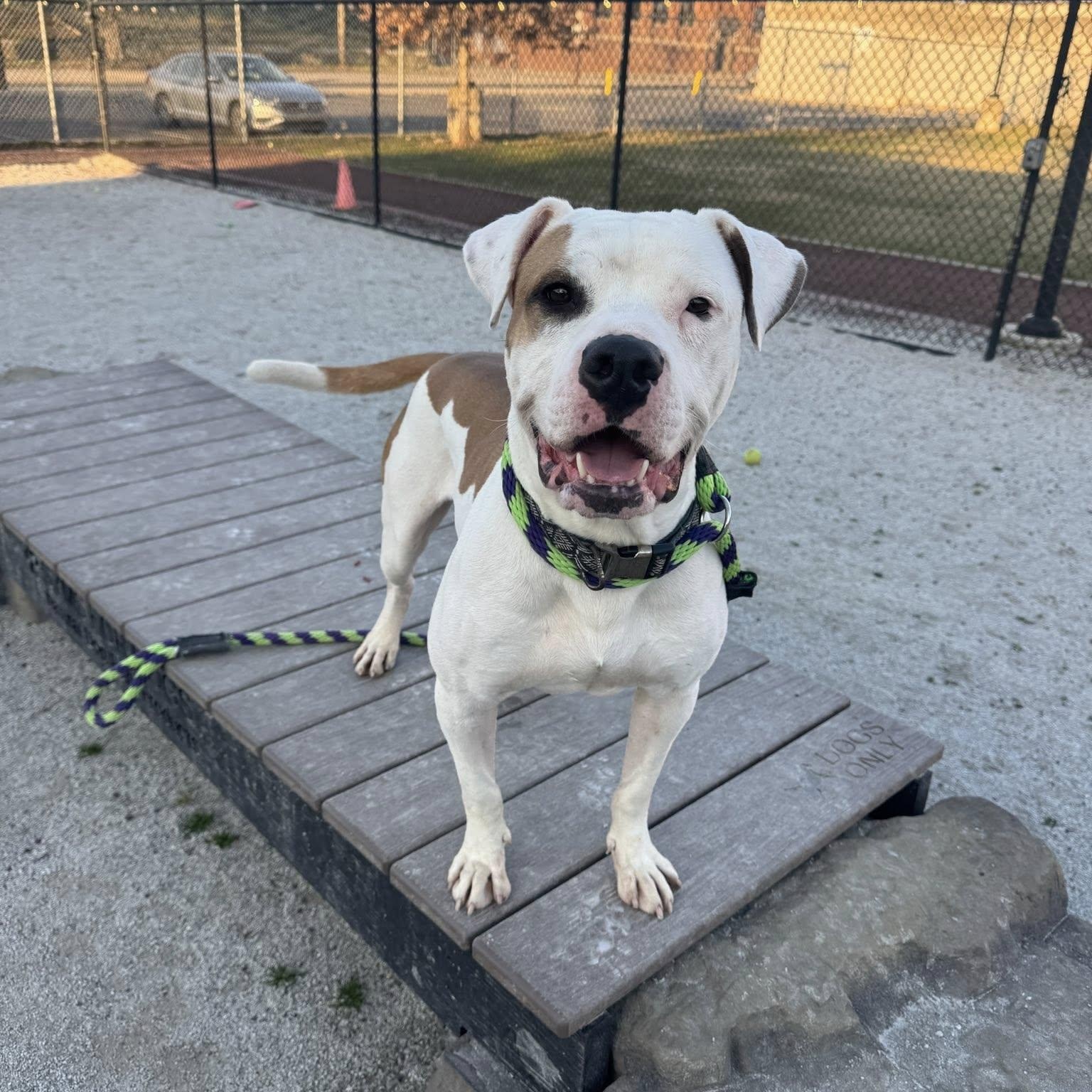 Barry, a Adoptable Pit Bull Terrier in Philadelphia, PA image 5/5