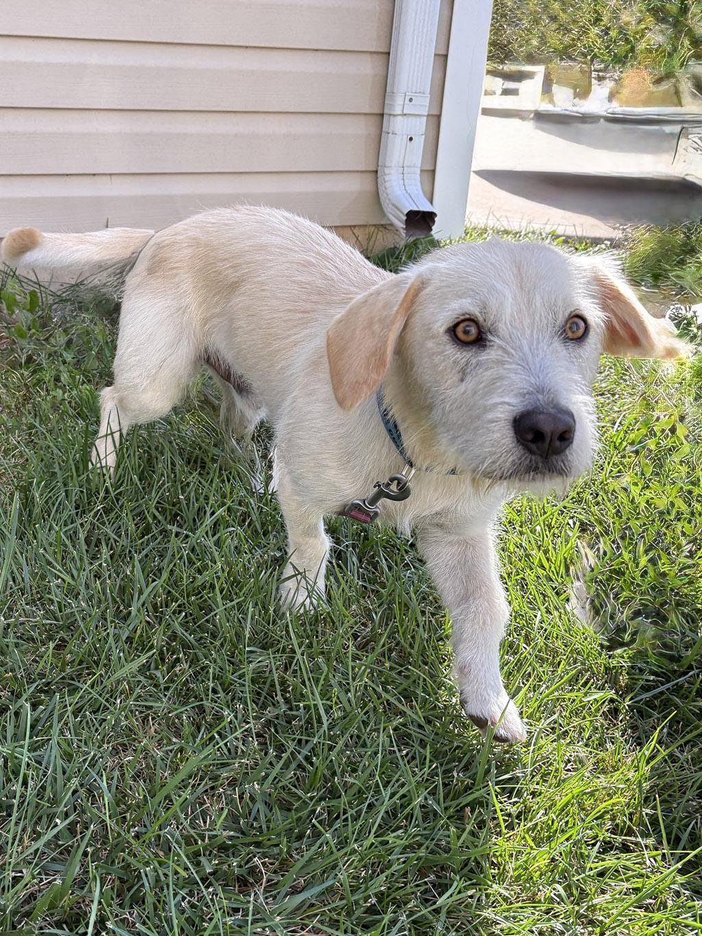 Enlarge Boomer, an adopted mixed breed in Lake Saint Louis, MO image 3/6