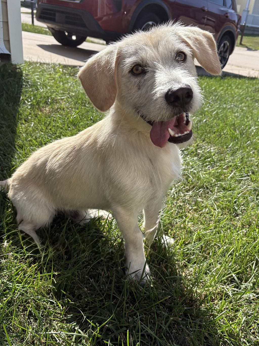 Enlarge Boomer, an adopted mixed breed in Lake Saint Louis, MO image 6/6