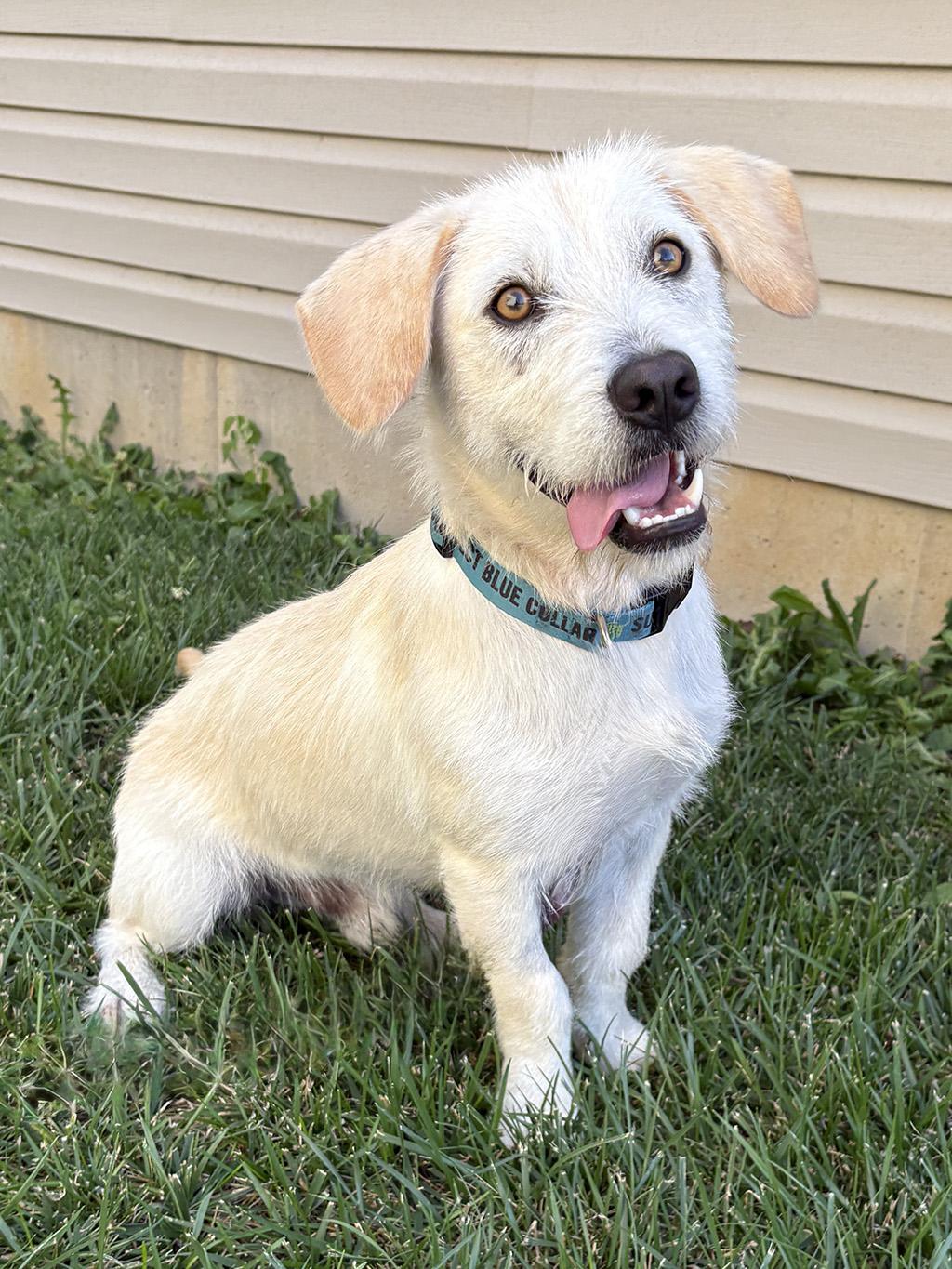 Enlarge Boomer, an adopted mixed breed in Lake Saint Louis, MO image 4/6