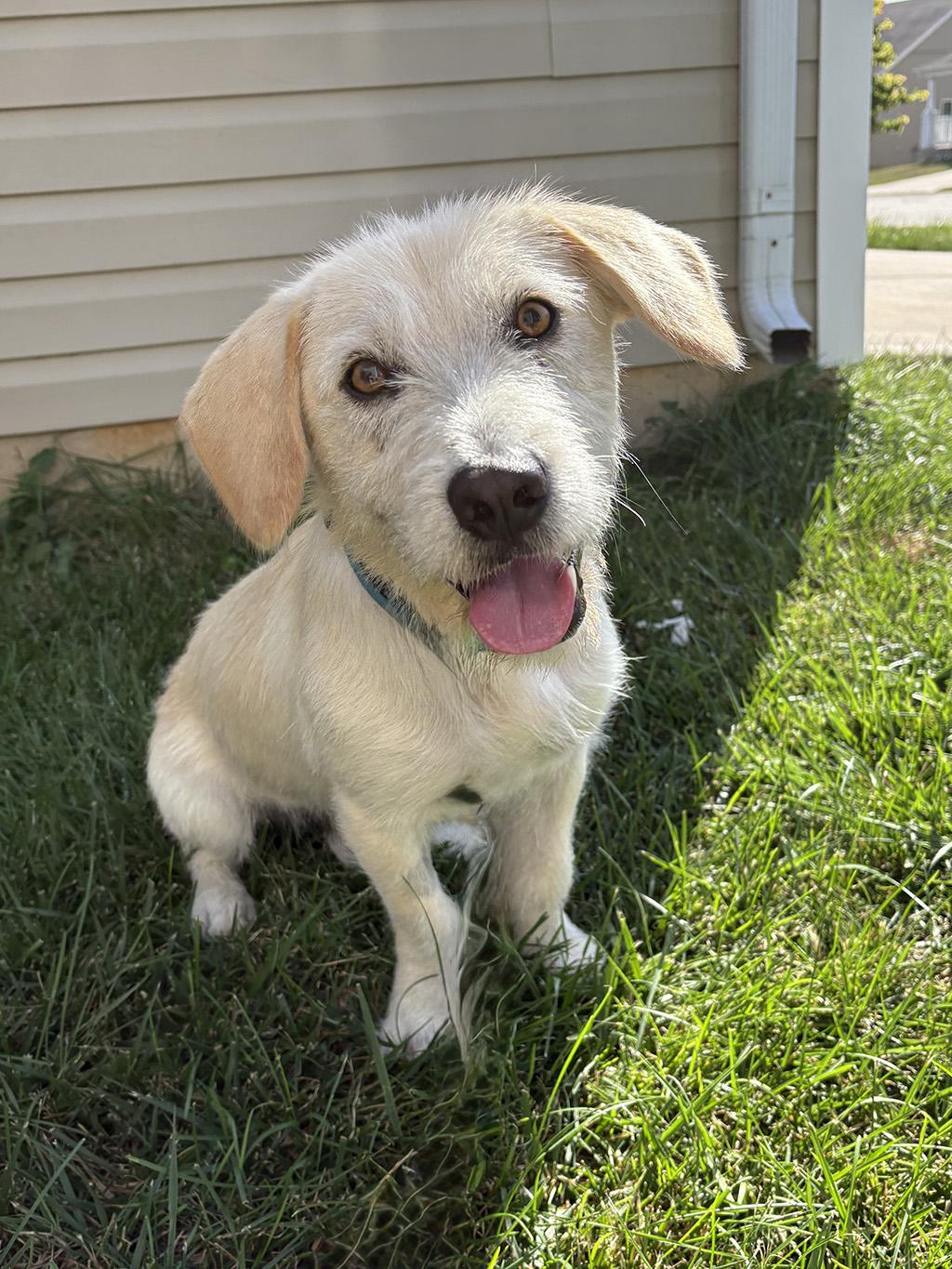 Boomer, adopted, Puppy Male Beagle & Basset Hound.
