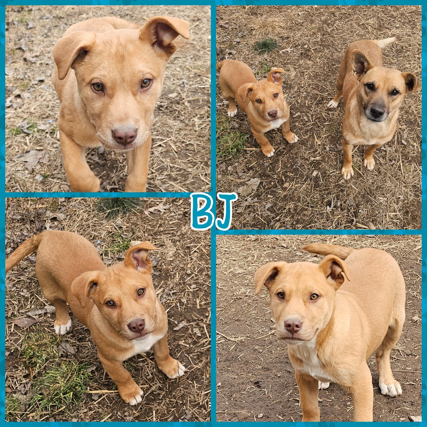 Enlarge BJ, a Adoptable mixed breed in Blacksburg, SC image 1/2