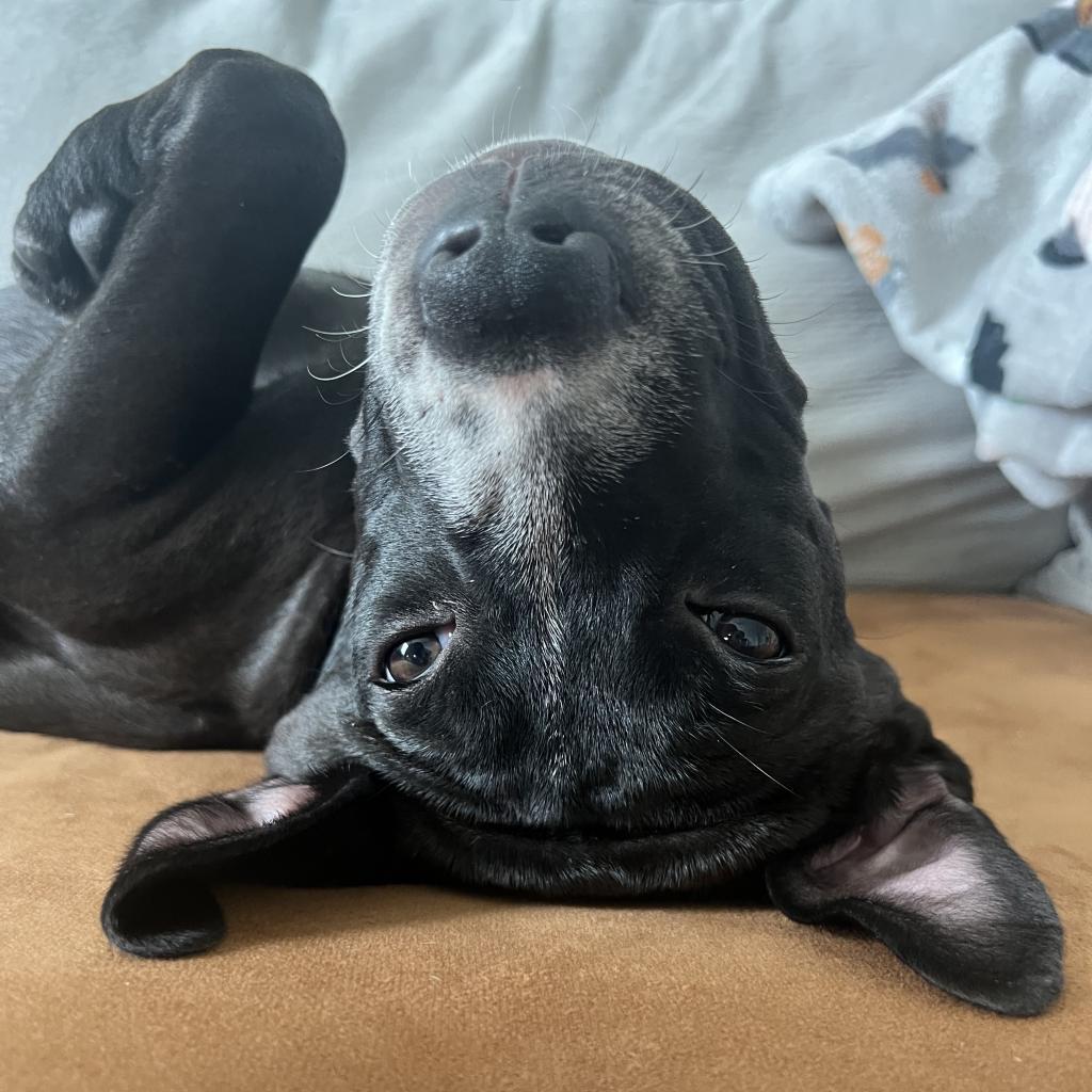 Klaus Hargreeves, Adoptable, Adult Male Mixed Breed.