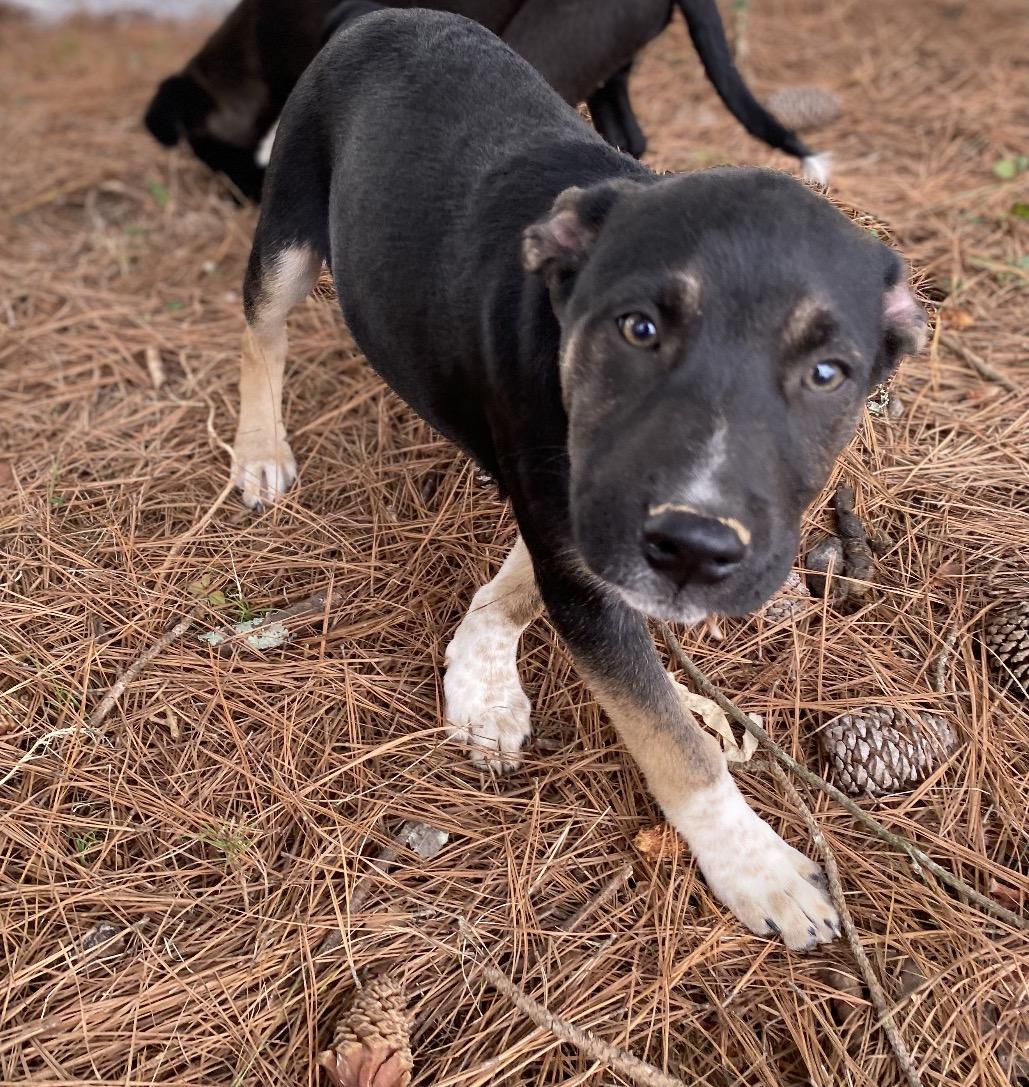 Mabel, a Adoptable mixed breed in Pembroke, MA image 1/3