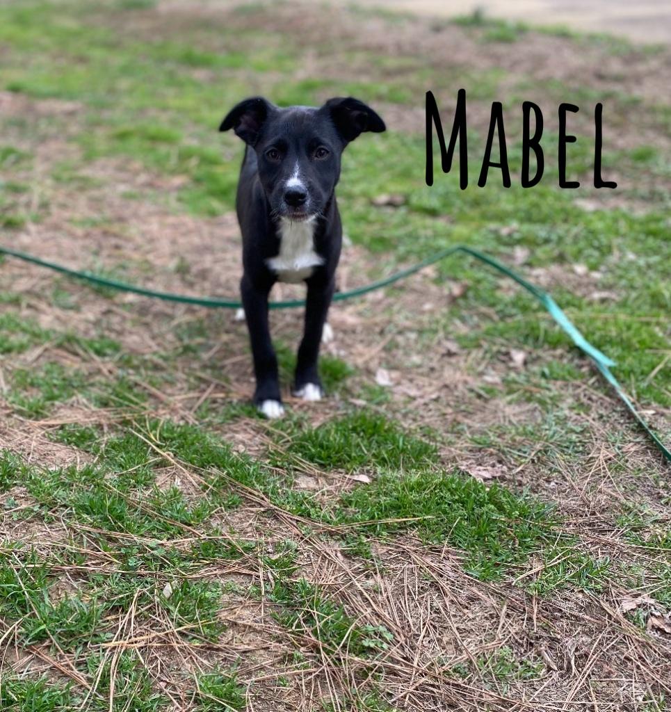 Mabel, a Adoptable mixed breed in Pembroke, MA image 2/3