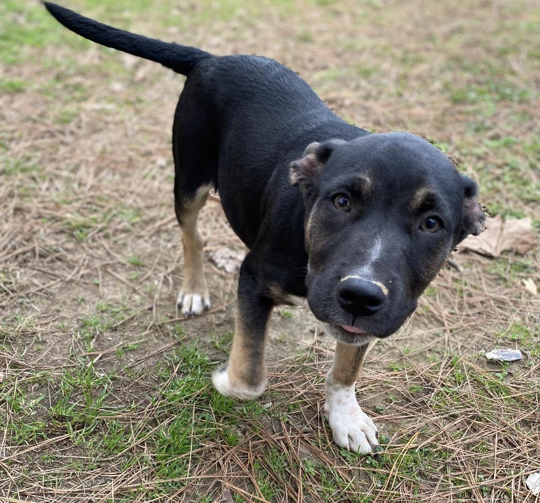 Mabel, a Adoptable mixed breed in Pembroke, MA image 3/3