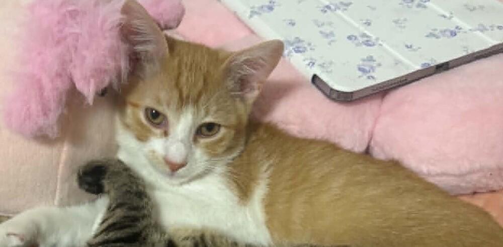 Chicken Nugget, Adoptable, Kitten Male Domestic Short Hair.