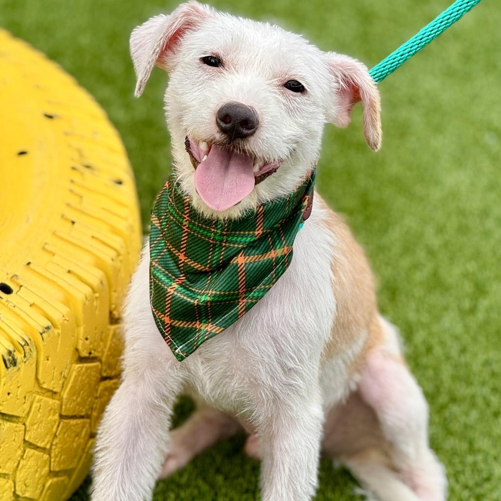 Bugs, a Adoptable mixed breed in Austin, TX image 1/6