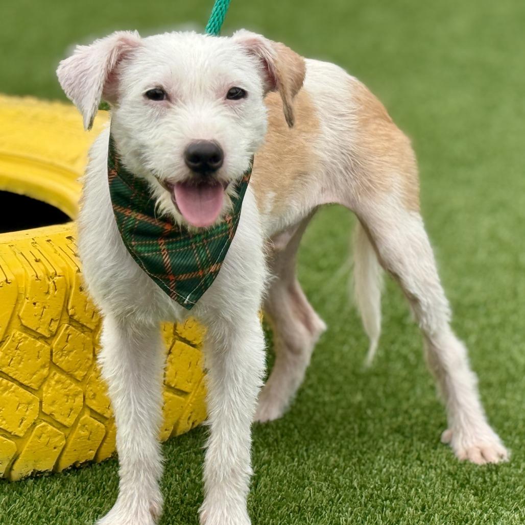 Bugs, a Adoptable mixed breed in Austin, TX image 2/6