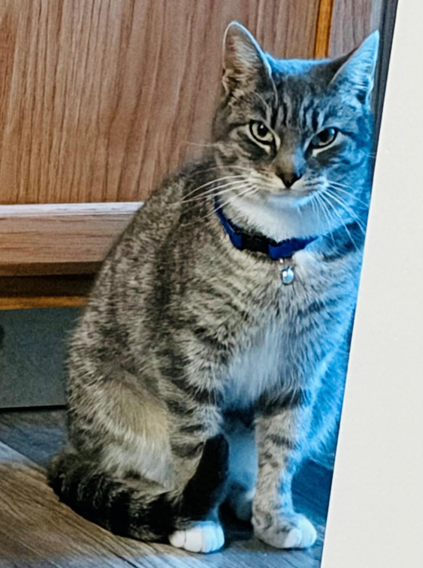 Nene, ADOPTABLE, Young Female Tabby.