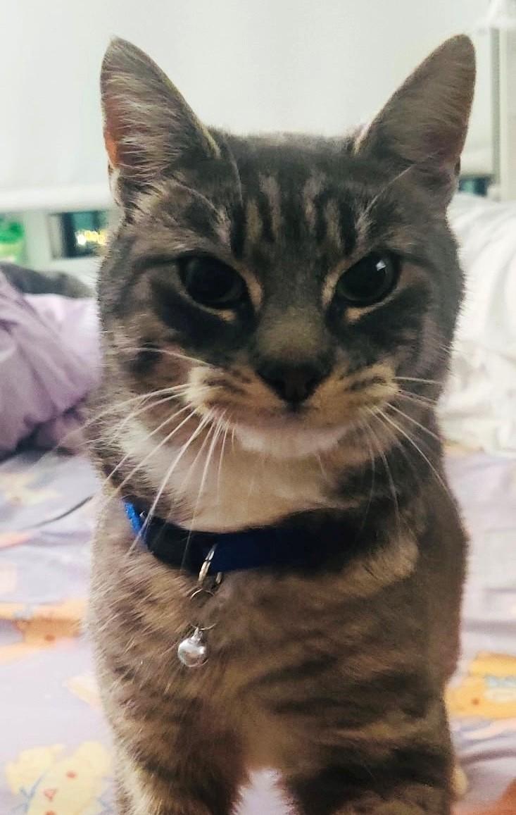 Enlarge Nene, a ADOPTABLE Tabby in Closter, NJ image 2/3
