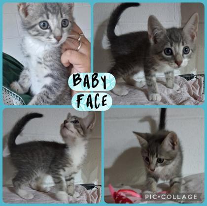Baby Face, Adoptable, Kitten Male Domestic Short Hair & Domestic Short Hair.