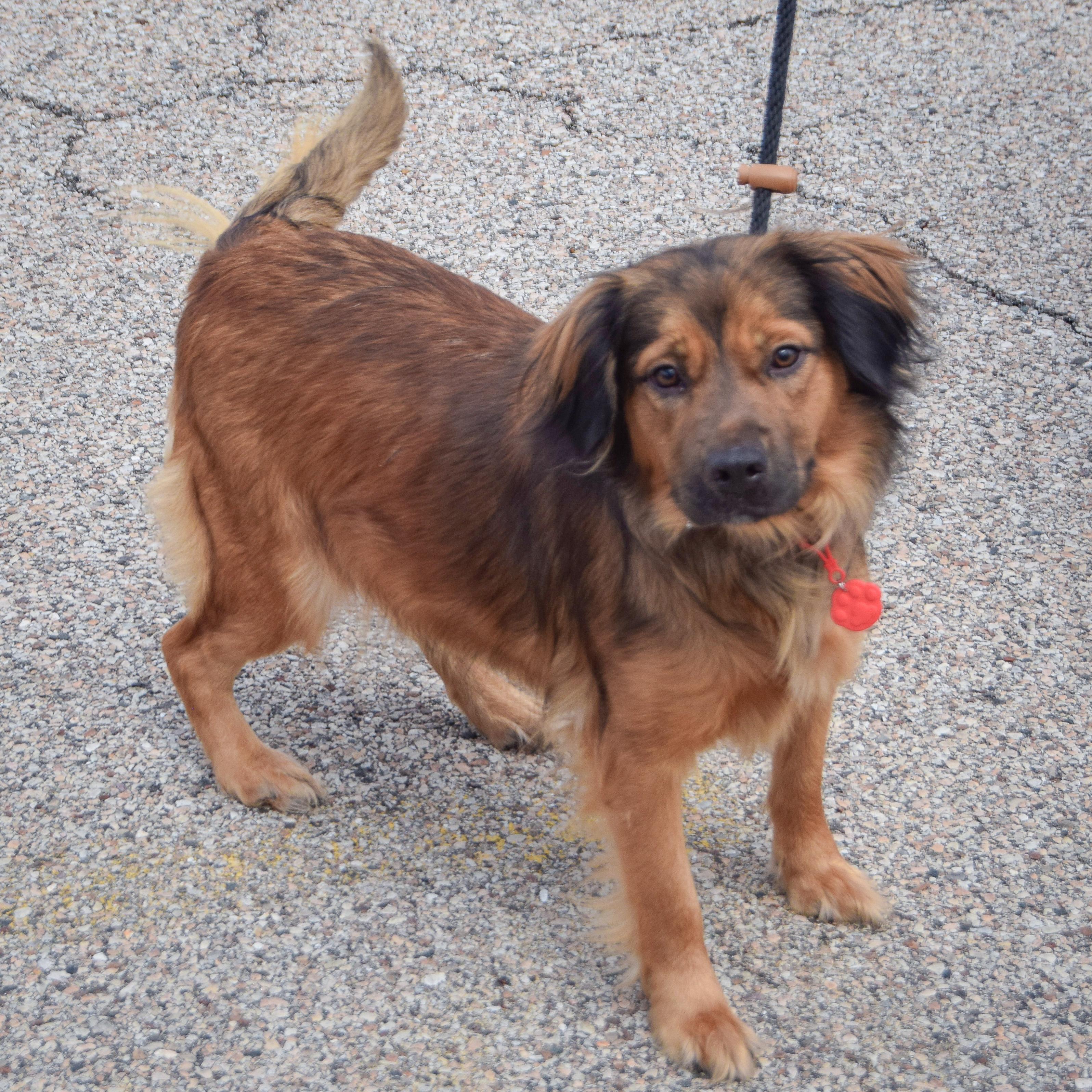 Enlarge Scarlett, an adopted mixed breed in Huntley, IL image 3/4