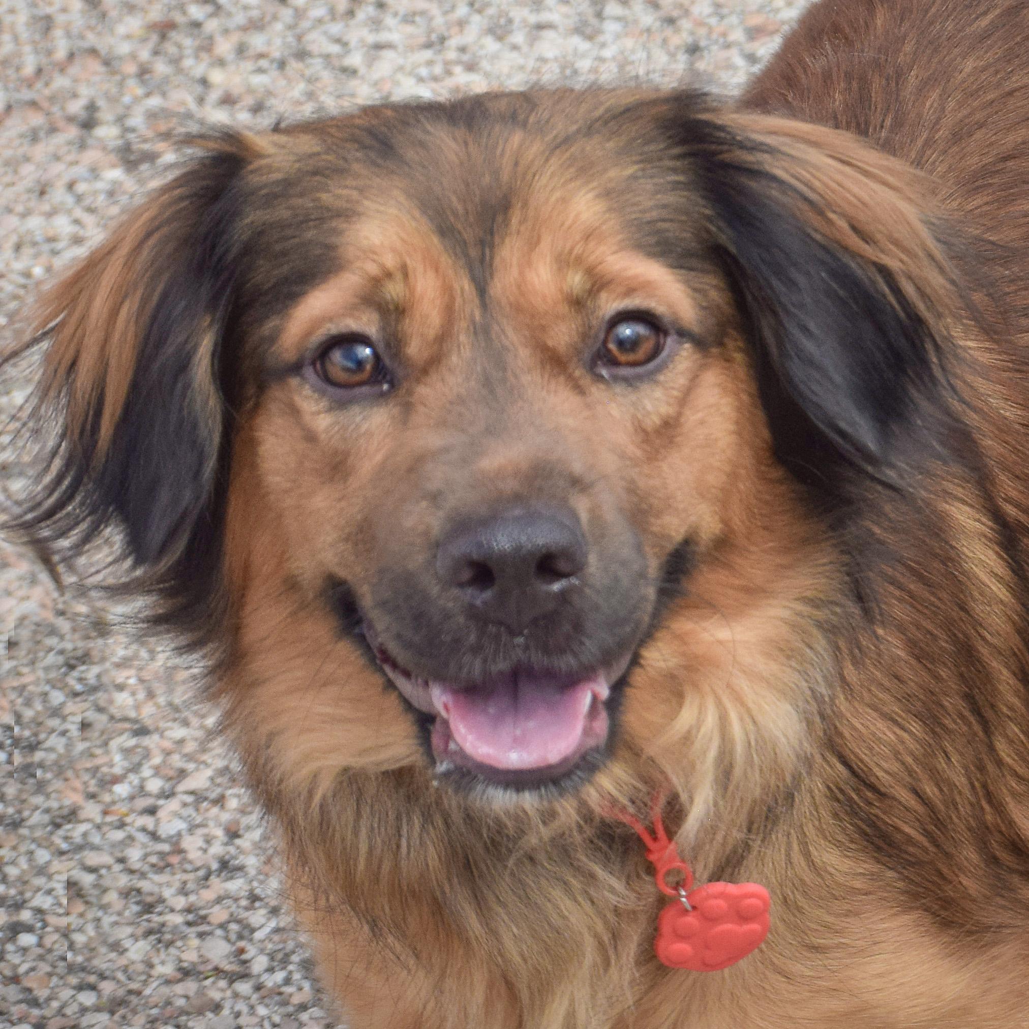 Enlarge Scarlett, an adopted mixed breed in Huntley, IL image 4/4
