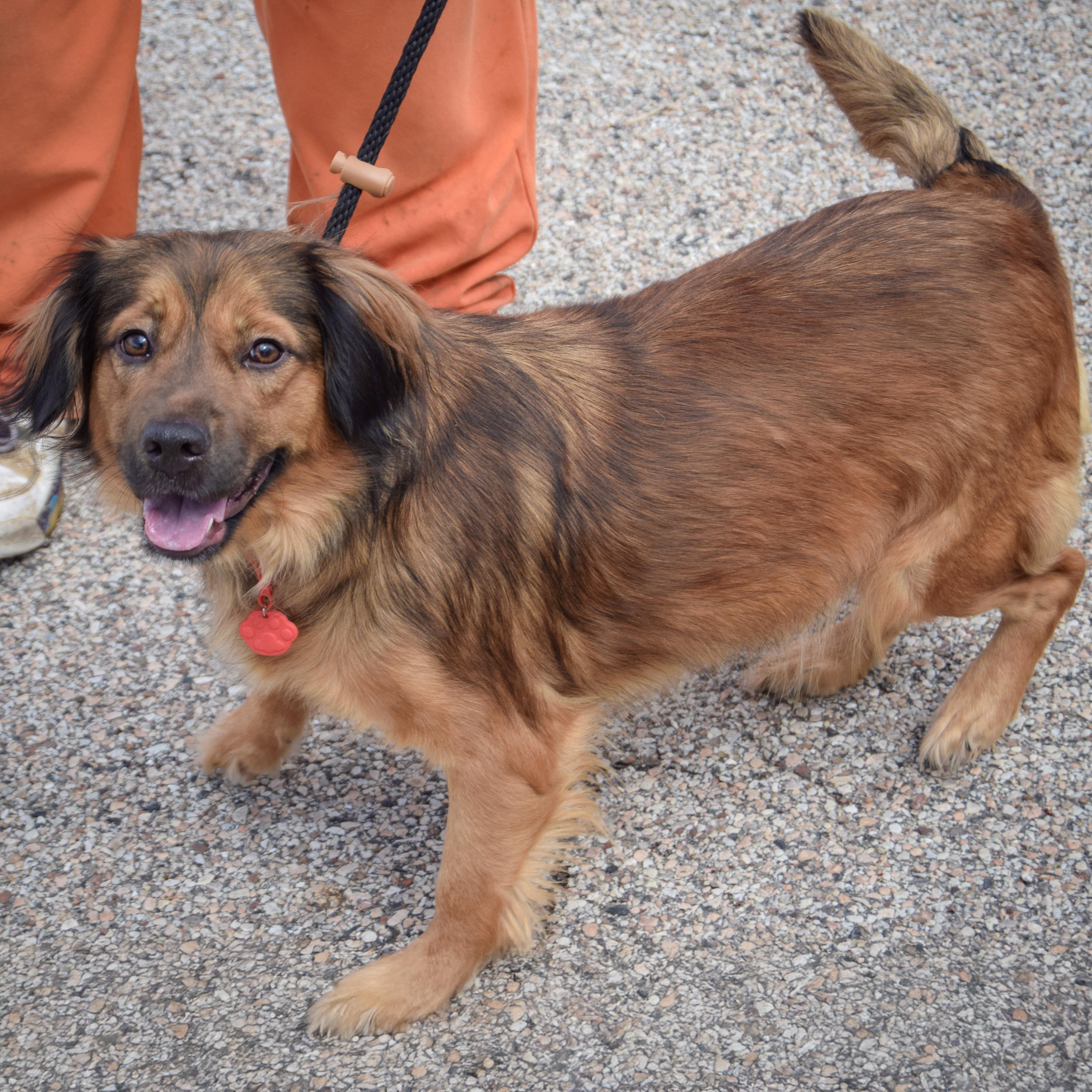 Enlarge Scarlett, an adopted mixed breed in Huntley, IL image 2/4