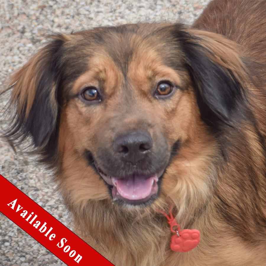 Enlarge Scarlett, an adopted mixed breed in Huntley, IL image 1/4