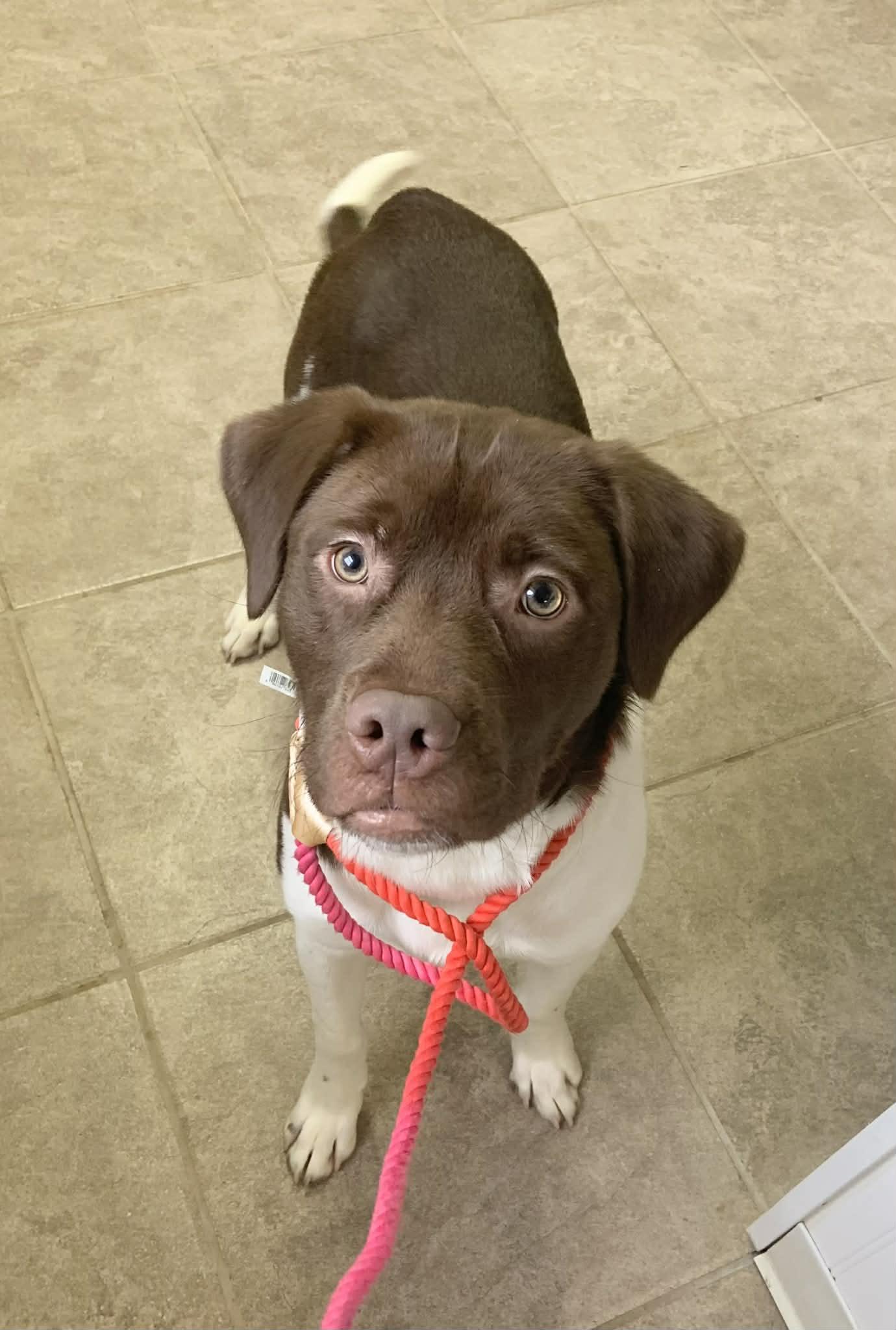 Ruger, adopted, Young Male Chocolate Labrador Retriever & American Staffordshire Terrier.