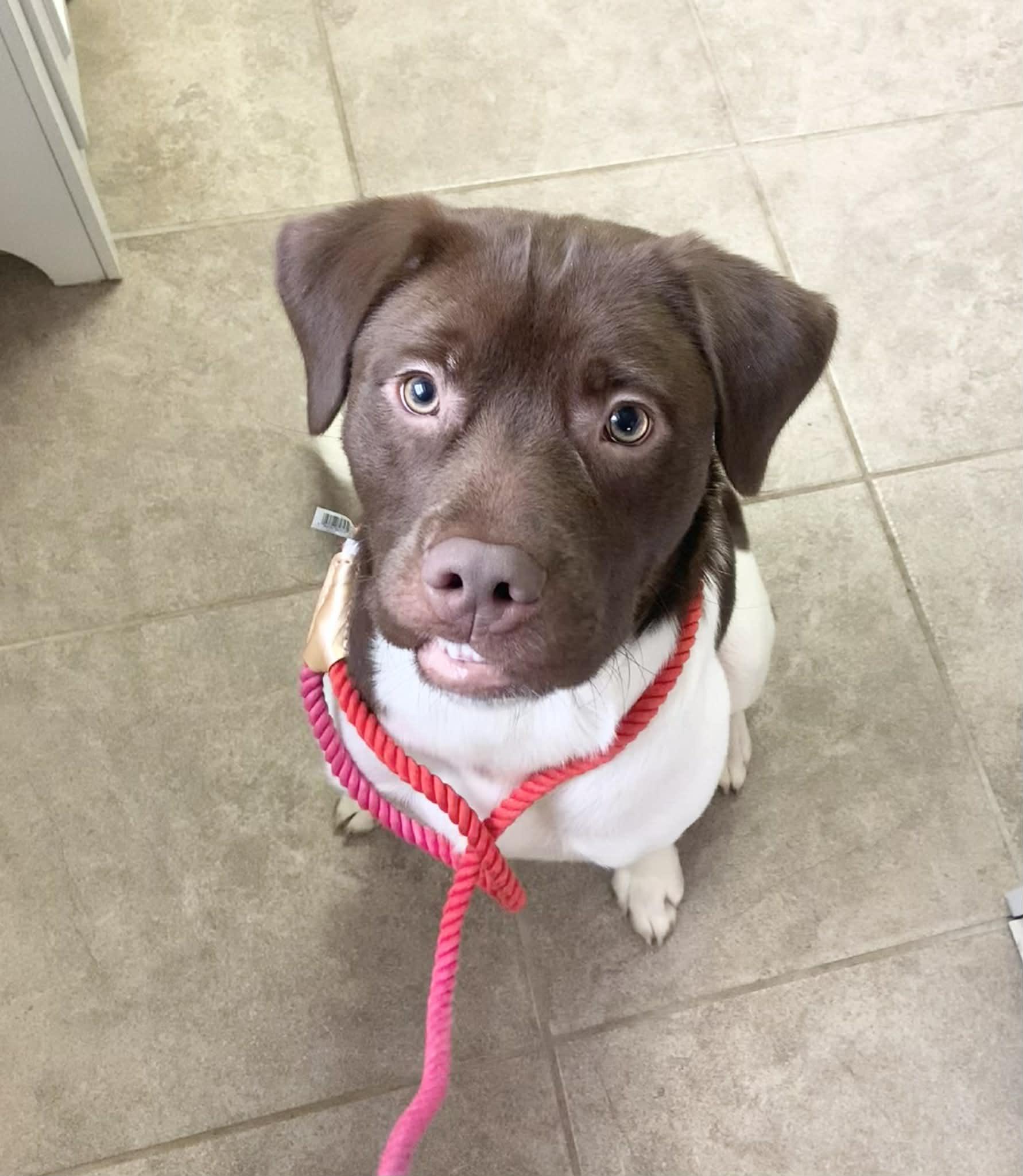 Enlarge Ruger, an adopted mixed breed in Massena, NY image 2/2