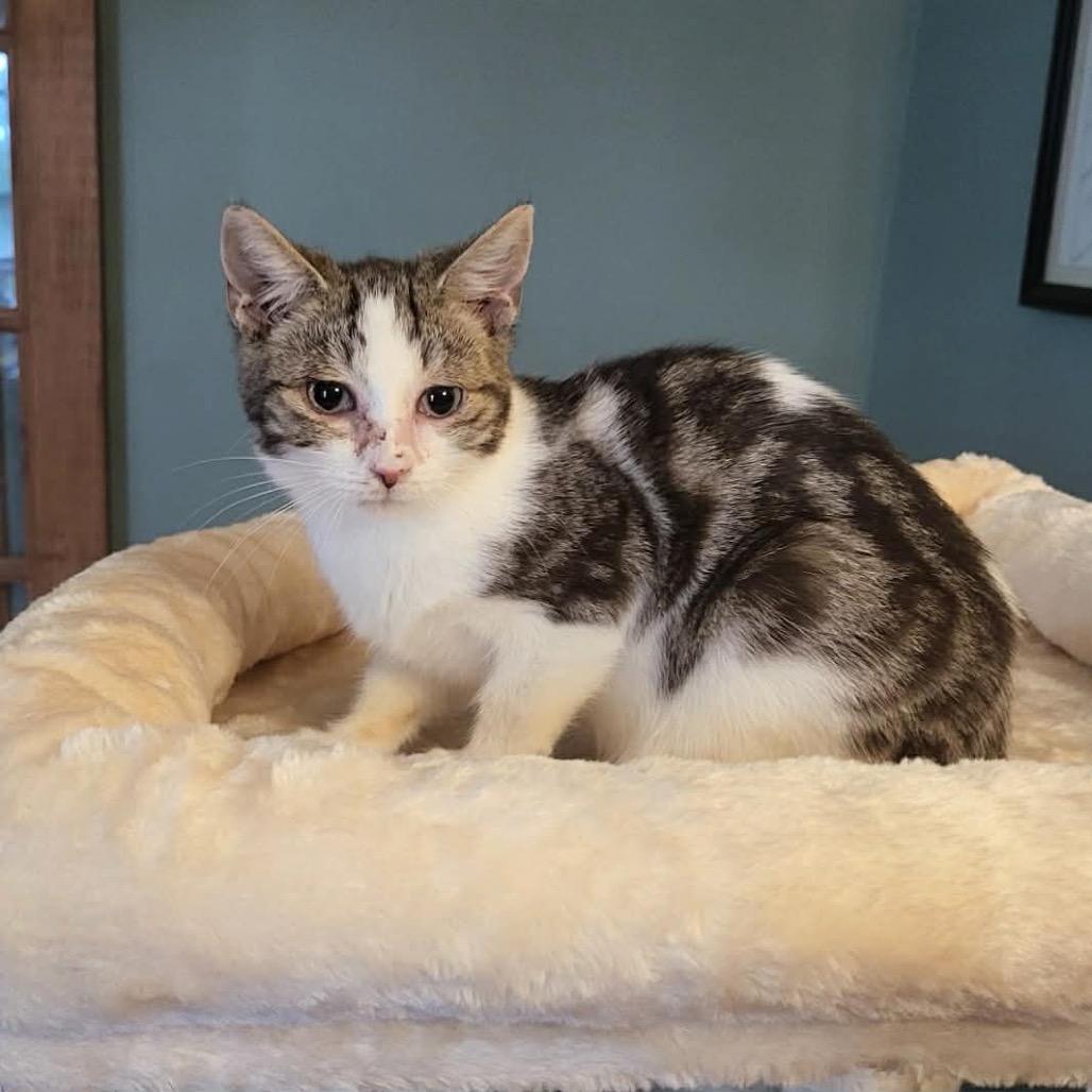 Opal 2 — thumbnail 2