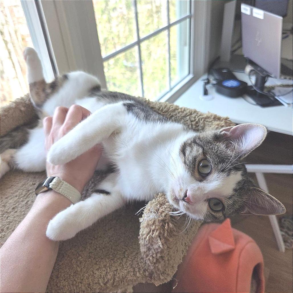 Opal 2 — thumbnail 3