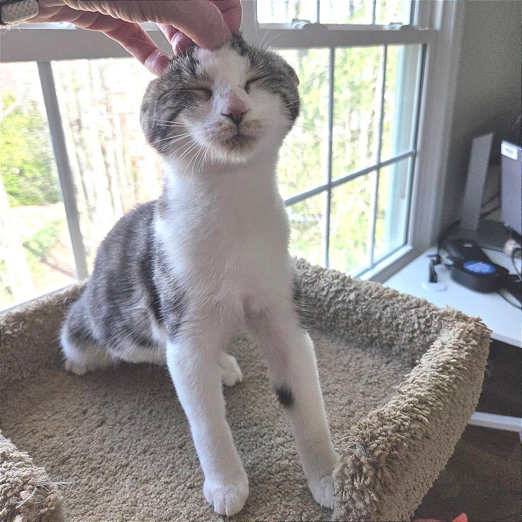 Opal 2 — thumbnail 4