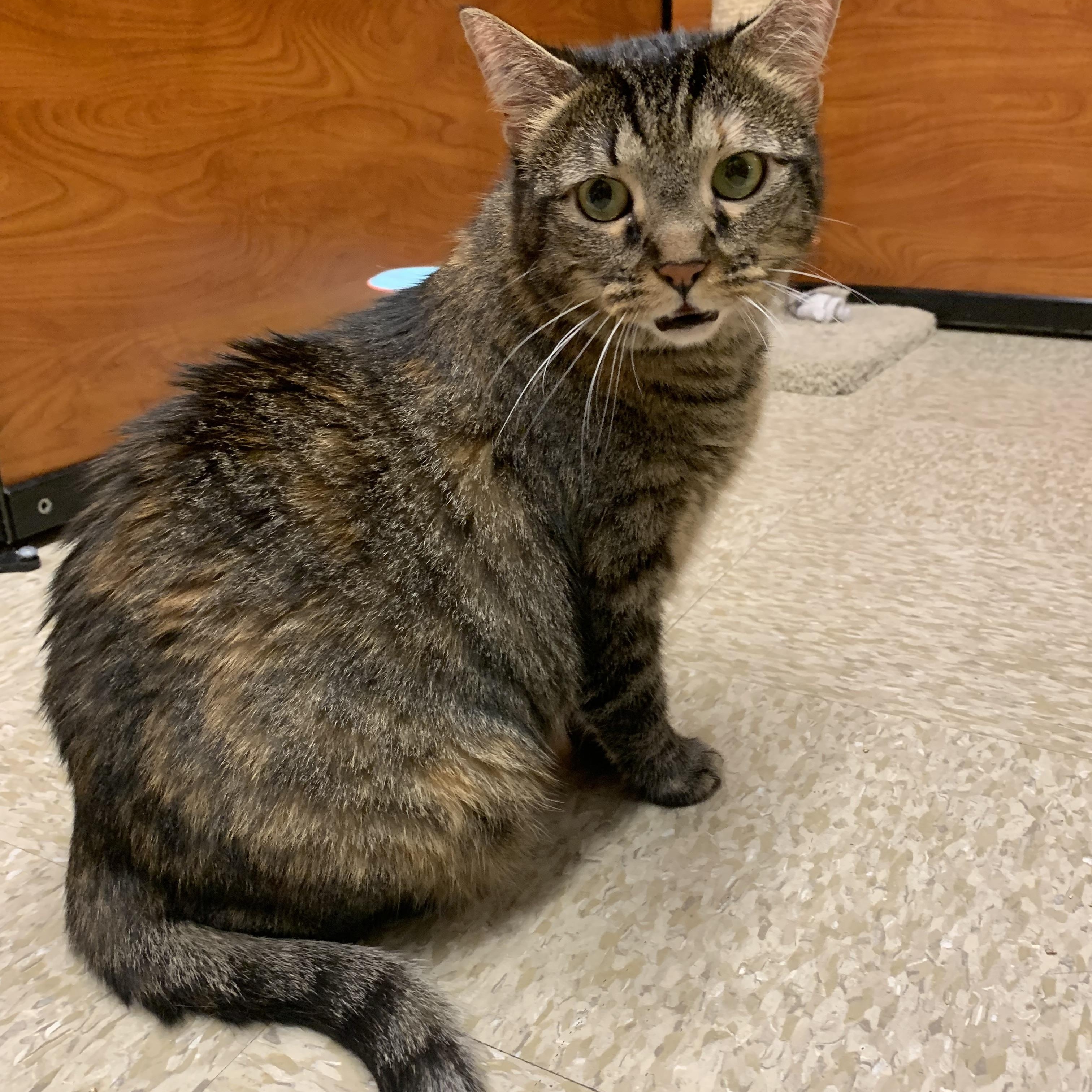 Nala, an adoptable Domestic Short Hair Mix in San Jose, CA_image-1