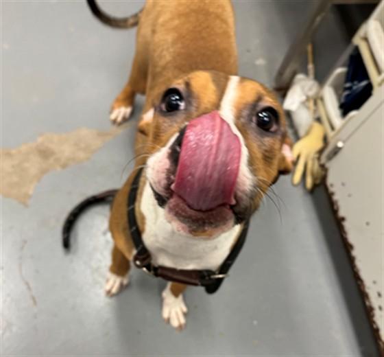 Enlarge TANG, a Adoptable mixed breed in Peoria, IL image 1/1