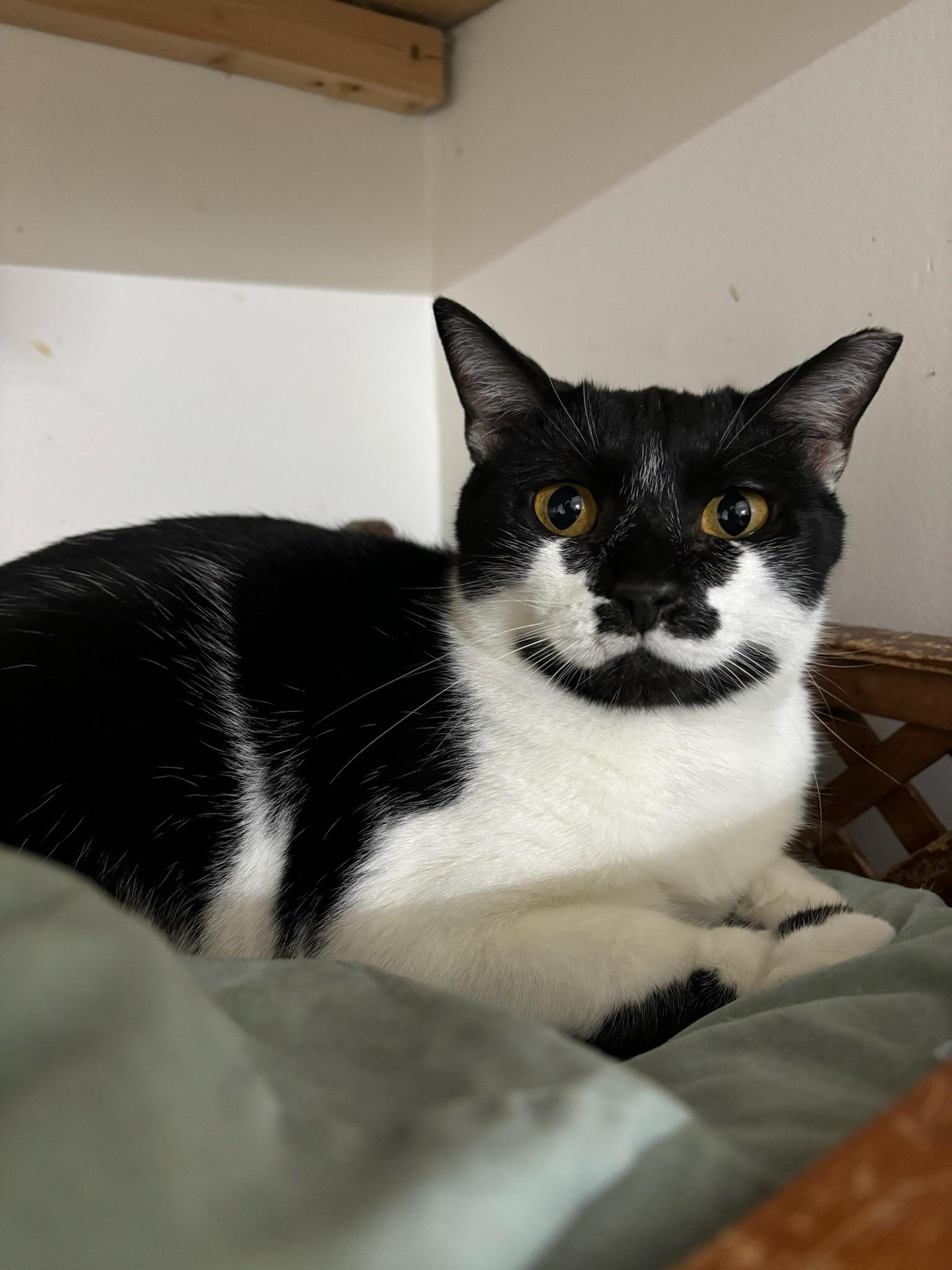 Spot, a Adoptable American Shorthair in Hopewell, VA image 2/3